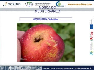 MOSCA DO
MEDITERRÂNEO
 