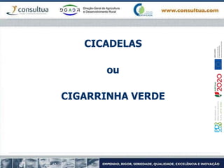 CICADELAS
ou
CIGARRINHA VERDE
 