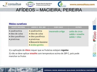 AFÍDEOS – MACIEIRA, PEREIRA
 