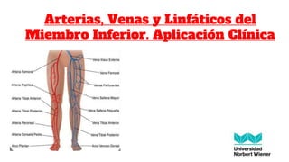 Arterias, Venas y Linfáticos del
Miembro Inferior. Aplicación Clínica
 