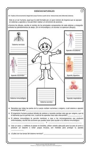 Derechos reservados GOB. EDO. SEECH MTP
Ponemos a su disposición la página http//primarias.cetechihuahua.gob.mx
CIENCIAS NATURALES
Este es un ser humano, igual que tú está formado por un gran número de órganos que se agrupan
en sistemas y aparatos y nos permiten realizar un sinnúmero de acciones.
Ilumina los dibujos, escribe el nombre de los principales componentes de cada sistema y enseguida
contesta los planteamientos de abajo. (En el inmunológico y el excretor no aparecen dibujos).
Necesitas que todas las partes de tu cuerpo reciban nutrientes y oxígeno, ¿cuál sistema o aparato
se encarga de esto? _____________________________________________________________.
El organismo humano produce bióxido de carbono y necesita cambiar este gas por oxígeno, que es
el elemento que te permite vivir, ¿cuál de los aparatos hace este intercambio?________________.
El sistema inmunológico te permite mantener a raya a los microorganismos que producen
enfermedades; escribe dos acciones que puedes hacer para ayudar a tu sistema inmunológico:
_____________________________________ y _____________________________________
Usar un casco y rodilleras al pasear en bicicleta, utilizar calzado adecuado para tus pies al correr o
practicar un deporte o evitar juegos bruscos, son medidas para proteger tu aparato
______________
¿Cuáles son las tareas del sistema nervioso? ___________________________________________
_________________________________________________________________________________
A.E. Explica el funcionamiento integral del cuerpo humano a partir de las interacciones entre diferentes sistemas.
Sistema nervioso:
__________________
__________________
__________________
__________________
__________
__________
__________
__________
__________
__________
__________
__________
__________
Aparato locomotor
__________________
__________________
__________________
__________________
__________________
__________________
__________________
__________________
__________________
Sistema inmunológico
__________________
__________________
__________________
__________________
__________________
__________________
Sistema excretor.
__________________
__________________
__________________
__________________
__________________
Aparato respiratorio
__________
__________
__________
__________
__________
__________
__________
__________
__________
Aparato circulatorio
__________
__________
__________
__________
__________
__________
__________
__________
__________
Aparato digestivo
11
 