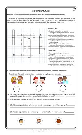 Derechos reservados GOB. EDO. SEECH MTP
Ponemos a su disposición la página http//primarias.cetechihuahua.gob.mx
CIENCIAS NATURALES
 Resuelve el siguiente crucigrama, está conformado por diferentes palabras que aparecen en los
textos que abordaste al estudiar los temas del primer bloque en tu libro de Ciencias Naturales; si
alguna palabra te resulta particularmente difícil de resolver, búscala en ese mismo libro.
6 
7  9 
1 10

8 
2 
3

4

5

 Recorta los niños de la parte de abajo y pégalos a los papás que corresponden:
Las etapas del desarrollo humano son: infancia, pubertad, adolescencia, adultez y vejez. ¿En cuál
etapa están las parejas de arriba y en cuál están los bebés de abajo? ___________ y ___________
¿Qué elementos tomaste en cuenta para ubicar a cada niño con sus padres? _________________
________________________________________________________________________________
¿Cuál de las etapas de desarrollo humano es más adecuada para tener hijos y por qué? _________
________________________________________________________________________________
________________________________________________________________________________
¿Cuáles son los principales rasgos físicos que podemos heredar de nuestros padres? ___________
________________________________________________________________________________
A.E. Explica el funcionamiento integral del cuerpo humano a partir de las interacciones entre diferentes sistemas.
A. E. Describe cómo los progenitores heredan características a sus descendientes en el proceso de la reprodución.
HORIZONTALES
1. Órganos principales del aparato
respiratorio, allí se intercambia el bióxido
de carbono por oxígeno.
2. Enfermedad ocasionada por el piquete de
un mosquito quien nos inocula el parásito
causante de este mal.
3. Agentes o microorganismos externos que
pueden invadirnos y causarnos
enfermedades.
4. Principal órgano del sistema nervioso.
Coordina todos nuestros movimientos.
5. Son movimientos involuntarios, se generan
de manera automática.
VERTICALES
6. Es el órgano principal del aparato
digestivo.
7. Cambios que sufren algunos micoorganis-
mos y que hace muy difícil combatirlos.
8. Nombre que damos a los glóbulos blancos.
9. Enfermedad de transmisión sexual
causada por un virus que ocasionó en un
solo año más de tres millones de muertes.
10. Movimiento que realizamos de manera
autónoma como caminar, escribir, hablar.
12
 