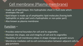 Click to edit Master title style
10
Cell membrane (Plasma membrane)
• made up of lipid bilayer, thin hydrophobic sheet in fluid state which
envelopes the cell
• lipid bilayer is made up of amphipathic lipid molecules (having both
hydrophilic or polar part and a hydrophobic or non-polar part)
• Also known as plasma membrane
Function –
• Provides external boundary for cell and its organelles
• Maintain the shape, size and integrity of cell and its organelles
• Flexibility of cell membrane allows in shape changes as growth occurs
• Membrane mediates cell-to-cell communication between adjacent cells by
gap-junctions 10
 