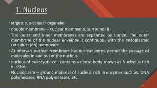 Click to edit Master title style
13
1. Nucleus
• largest sub-cellular organelle
• double membrane – nuclear membrane, surrounds it.
• The outer and inner membranes are separated by lumen. The outer
membrane of the nuclear envelope is continuous with the endoplasmic
reticulum (ER) membrane
• At intervals nuclear membrane has nuclear pores, permit the passage of
molecules in and out of the nucleus.
• nucleus of eukaryotic cell contains a dense body known as Nucleolus rich
in rRNA.
• Nucleoplasm – ground material of nucleus rich in enzymes such as, DNA
polymerases, RNA polymerases, etc.
13
 