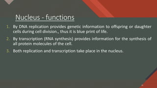 Click to edit Master title style
15
Nucleus - functions
1. By DNA replication provides genetic information to offspring or daughter
cells during cell division., thus it is blue print of life.
2. By transcription (RNA synthesis) provides information for the synthesis of
all protein molecules of the cell.
3. Both replication and transcription take place in the nucleus.
15
 