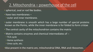 Click to edit Master title style
16
2. Mitochondria – powerhouse of the cell
• spherical, oval or rod like bodies.
• have two membranes –
• outer and inner membrane.
• outer membrane is smooth which has a large number of special proteins
known as the Porins, while the inner membrane is for folded to form cristae
• The central cavity of the mitochondrion contains the matrix
• Matrix contains enzymes and chemical intermediates of --
• TCA cycle
• Heme synthesis
• Urea cycle, etc.
•Also present in the matrix are, mitochondrial DNA, RNA and ribosomes.
16
 