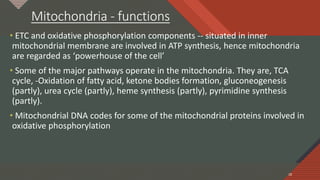 Click to edit Master title style
18
Mitochondria - functions
• ETC and oxidative phosphorylation components -- situated in inner
mitochondrial membrane are involved in ATP synthesis, hence mitochondria
are regarded as ‘powerhouse of the cell’
• Some of the major pathways operate in the mitochondria. They are, TCA
cycle, -Oxidation of fatty acid, ketone bodies formation, gluconeogenesis
(partly), urea cycle (partly), heme synthesis (partly), pyrimidine synthesis
(partly).
• Mitochondrial DNA codes for some of the mitochondrial proteins involved in
oxidative phosphorylation
18
 
