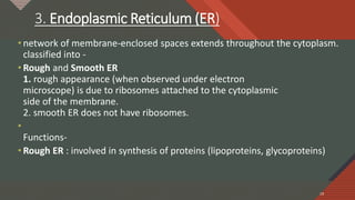 Click to edit Master title style
19
3. Endoplasmic Reticulum (ER)
• network of membrane-enclosed spaces extends throughout the cytoplasm.
classified into -
• Rough and Smooth ER
1. rough appearance (when observed under electron
microscope) is due to ribosomes attached to the cytoplasmic
side of the membrane.
2. smooth ER does not have ribosomes.
•
Functions-
• Rough ER : involved in synthesis of proteins (lipoproteins, glycoproteins)
19
 