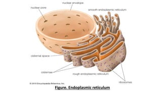 20
Figure. Endoplasmic reticulum
 