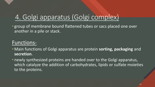 Click to edit Master title style
22
4. Golgi apparatus (Golgi complex)
• group of membrane bound flattened tubes or sacs placed one over
another in a pile or stack.
Functions-
• Main functions of Golgi apparatus are protein sorting, packaging and
secretion.
• newly synthesized proteins are handed over to the Golgi apparatus,
which catalyze the addition of carbohydrates, lipids or sulfate moieties
to the proteins.
22
 