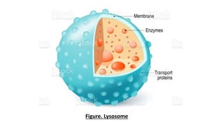 25
Figure. Lysosome
 