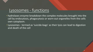 Click to edit Master title style
26
Lysosomes - functions
• hydrolases enzyme breakdown the complex molecules brought into the
cell by endocytosis, phagocytosis or worn-out organelles from the cells
own cytoplasm.
• Lysosomes - termed as ‘suicide-bags’ as their lysis can lead to digestion
and death of the cell
26
 