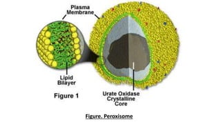 28
Figure. Peroxisome
 