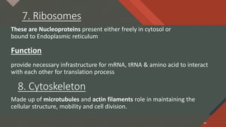 Click to edit Master title style
29
7. Ribosomes
These are Nucleoproteins present either freely in cytosol or
bound to Endoplasmic reticulum
Function
provide necessary infrastructure for mRNA, tRNA & amino acid to interact
with each other for translation process
29
8. Cytoskeleton
Made up of microtubules and actin filaments role in maintaining the
cellular structure, mobility and cell division.
 