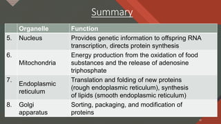 Click to edit Master title style
32
Summary
Organelle Function
5. Nucleus Provides genetic information to offspring RNA
transcription, directs protein synthesis
6.
Mitochondria
Energy production from the oxidation of food
substances and the release of adenosine
triphosphate
7.
Endoplasmic
reticulum
Translation and folding of new proteins
(rough endoplasmic reticulum), synthesis
of lipids (smooth endoplasmic reticulum)
8. Golgi
apparatus
Sorting, packaging, and modification of
proteins
32
 