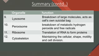 Click to edit Master title style
33
Summary (contd..)
Organelle function
9.
Lysosome
Breakdown of large molecules, acts as
cell’s own suicidal bag
10.
Peroxisome
breakdown of metabolic hydrogen
peroxide and free radicals
11. Ribosome Translation of RNA to form proteins
12.
Cytoskeleton
Maintaining the cellular, shape, motility
and cell division.
33
 