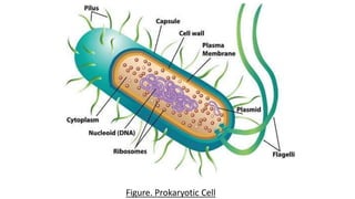 5
Figure. Prokaryotic Cell
 
