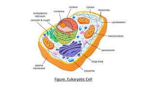 Figure. Eukaryotic Cell
8
 