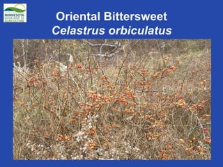 Oriental Bittersweet Celastrus orbiculatus 