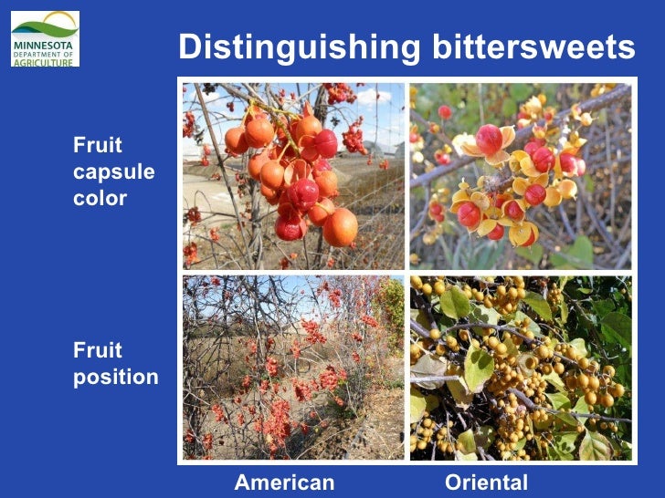 Oriental Bittersweet