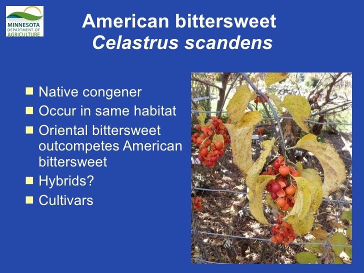oriental bittersweet