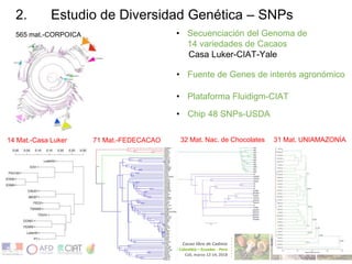Geographical Information System Mapping for Optimized Cacao Production in Colombia