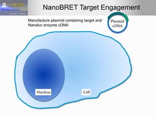CellNucleus
Plasmid
cDNA
Manufacture plasmid containing target and
Nanoluc enzyme cDNA
NanoBRET Target Engagement
 