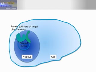 CellNucleus
Plasmid
cDNA
Protein (chimera of target
plus Nanoluc)
 