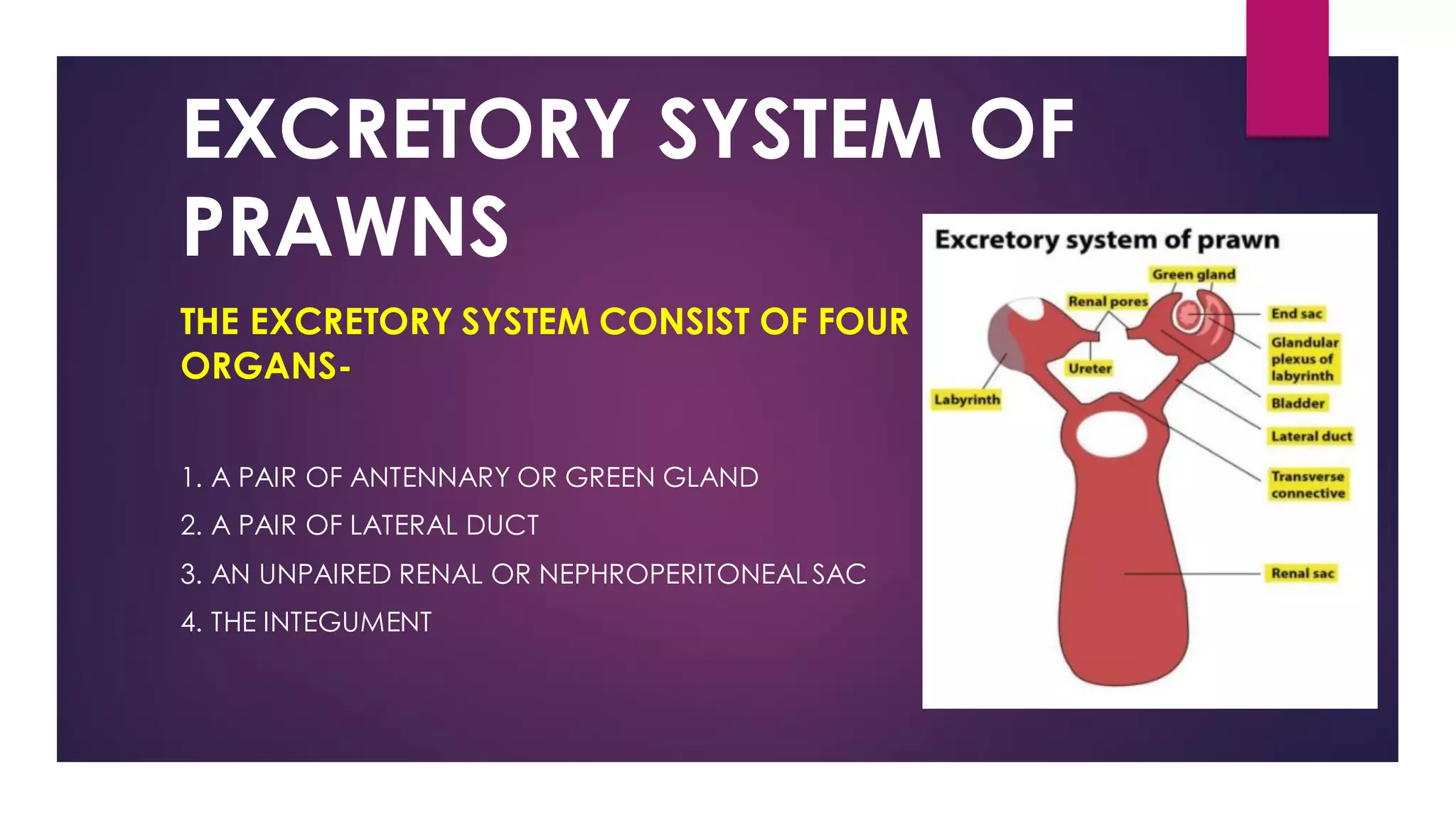 Name The Excretory Organ Of Prawn