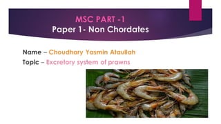 MSC PART -1
Paper 1- Non Chordates
Name – Choudhary Yasmin Ataullah
Topic – Excretory system of prawns
 