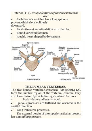 OSTEOLOGY OF THE VERTEBRAE | DOCX