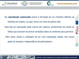 Na reprodução assexuada ocorre a formação de um indivíduo idêntico ao
indivíduo de origem, ou seja, forma um clone da planta mãe.
Esse tipo de reprodução pode ocorrer por esporos, brotamentos de caules ou
folhas que precisam encontrar condições ideais no ambiente para germinar.
Além disso, possui a vantagem de ser uma reprodução rápida, com pouco
gasto de energia e independência de polinizadores.
 