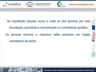Na reprodução sexuada ocorre a união de dois gametas por meio
fecundação, garantindo a recombinação e a variabilidade genética.
Os gametas feminino e masculino estão presentes nos órgãos
reprodutivos da planta.
 
