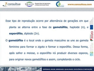 Esse tipo de reprodução ocorre por alternância de gerações em que
planta se alterna entre a fase de gametófito, haploide (n), e
esporófito, diploide (2n).
O gametófito é o local onde o gameta masculino se une ao gameta
feminino para formar o zigoto e formar o esporófito. Dessa forma,
após sofrer a meiose, o esporófito irá produzir diversos esporos,
para originar novos gametófitos e assim, completando o ciclo.
 