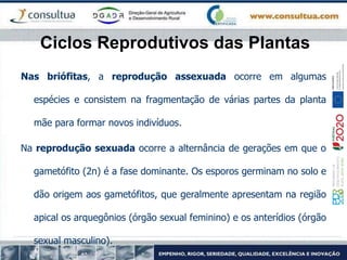 Ciclos Reprodutivos das Plantas
Nas briófitas, a reprodução assexuada ocorre em algumas
espécies e consistem na fragmentação de várias partes da planta
mãe para formar novos indivíduos.
Na reprodução sexuada ocorre a alternância de gerações em que o
gametófito (2n) é a fase dominante. Os esporos germinam no solo e
dão origem aos gametófitos, que geralmente apresentam na região
apical os arquegônios (órgão sexual feminino) e os anterídios (órgão
sexual masculino).
 