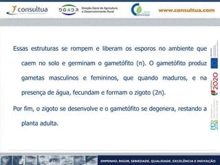 Essas estruturas se rompem e liberam os esporos no ambiente que
caem no solo e germinam o gametófito (n). O gametófito produz
gametas masculinos e femininos, que quando maduros, e na
presença de água, fecundam e formam o zigoto (2n).
Por fim, o zigoto se desenvolve e o gametófito se degenera, restando a
planta adulta.
 