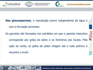 Nas gimnospermas, a reprodução ocorre independente da água e
com a formação sementes.
Os gametas são formados nos estróbilos em que o gameta masculino
corresponde aos grãos de pólen e os femininos aos óvulos. Pela
ação do vento, os grãos de pólen chegam até o tubo polínico e
encontra o óvulo
 
