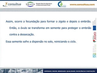 Assim, ocorre a fecundação para formar o zigoto e depois o embrião.
Então, o óvulo se transforma em semente para proteger o embrião
contra a dessecação.
Essa semente sofre a dispersão no solo, reiniciando o ciclo.
 