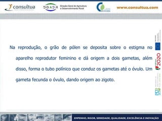 Na reprodução, o grão de pólen se deposita sobre o estigma no
aparelho reprodutor feminino e dá origem a dois gametas, além
disso, forma o tubo polínico que conduz os gametas até o óvulo. Um
gameta fecunda o óvulo, dando origem ao zigoto.
 