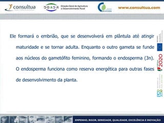 Ele formará o embrião, que se desenvolverá em plântula até atingir
maturidade e se tornar adulta. Enquanto o outro gameta se funde
aos núcleos do gametófito feminino, formando o endosperma (3n).
O endosperma funciona como reserva energética para outras fases
de desenvolvimento da planta.
 