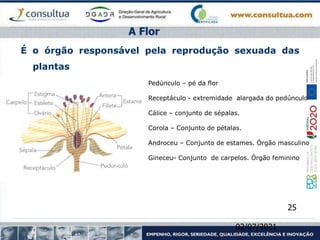 É o órgão responsável pela reprodução sexuada das
plantas
A Flor
Pedúnculo – pé da flor
Receptáculo - extremidade alargada do pedúnculo
Cálice – conjunto de sépalas.
Corola – Conjunto de pétalas.
Androceu – Conjunto de estames. Órgão masculino
Gineceu- Conjunto de carpelos. Órgão feminino
02/07/2021
25
 