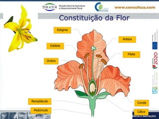 Constituição da Flor
Ovário
Estilete
Estigma
Antera
Filete
Pedúnculo
Receptáculo Corola
Cálice
 