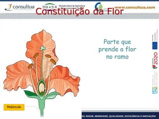 Parte que
prende a flor
no ramo
Pedúnculo
Constituição da Flor
 
