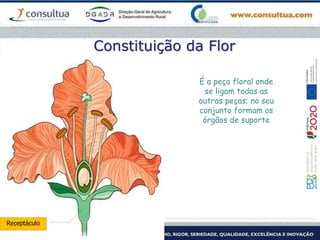 Constituição da Flor
Receptáculo
É a peça floral onde
se ligam todas as
outras peças; no seu
conjunto formam os
órgãos de suporte
 