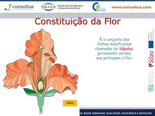 Constituição da Flor
Cálice
É o conjunto das
folhas modificadas
chamadas de Sépalas,
geralmente verdes,
que protegem a flor.
 
