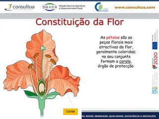 Constituição da Flor
Corola
As pétalas são as
peças florais mais
atractivas da flor,
geralmente coloridas;
no seu conjunto
formam a corola,
órgão de protecção.
 