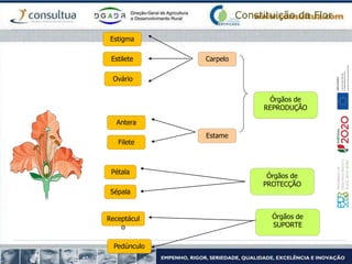 Constituição da Flor
Ovário
Estilete
Estigma
Antera
Filete
Pedúnculo
Receptácul
o
Pétala
Sépala
Órgãos de
SUPORTE
Órgãos de
PROTECÇÃO
Órgãos de
REPRODUÇÃO
Carpelo
Estame
 