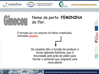Nome da parte FEMININA
da flor.
É formado por um conjunto de folhas modificadas
chamadas carpelos
Os carpelos têm a função de produzir o
óvulo (gâmeta feminino, que é
fecundado pelo grão de pólen para
formar a semente que originará uma
nova planta
 