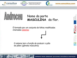Nome da parte
MASCULINA da flor.
É formado por um conjunto de folhas modificadas
chamadas estames
O estame tem a função de produzir o grão
de pólen (gâmeta masculino)
 