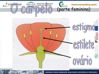 (parte feminina)
 